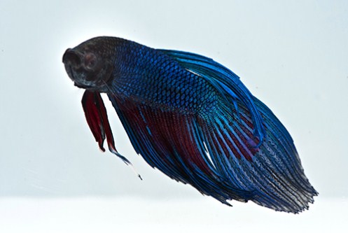 picture of Betta Male Reg                                                                                       Betta splendens