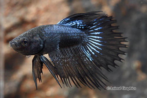 picture of Black Orchid Crowntail Betta Male Lrg                                                                Betta splendens 'Crowntail'