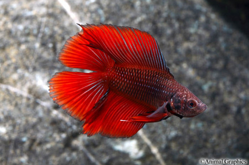 picture of Twintail Halfmoon Betta Male Reg                                                                     Betta splendens 'Twintail Halfmoon'