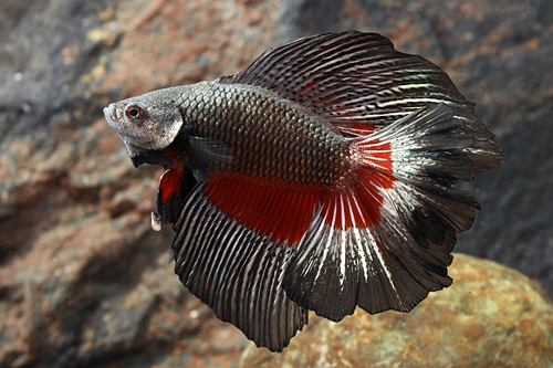 picture of Twintail Halfmoon Betta Male Lrg                                                                     Betta splendens 'Twintail Halfmoon'