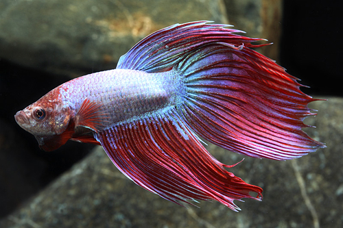 picture of Giant Betta Male Lrg                                                                                 Betta splendens