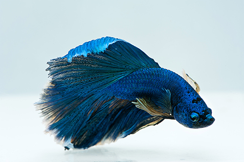 picture of Halfmoon Betta Male Lrg                                                                              Betta splendens 'Halfmoon'