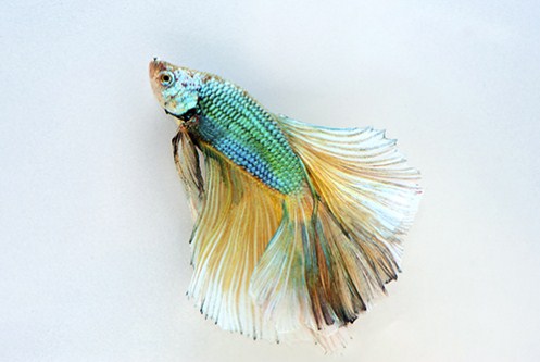 picture of Mustard Gas Halfmoon Betta Male Lrg                                                                  Betta splendens 'Halfmoon'