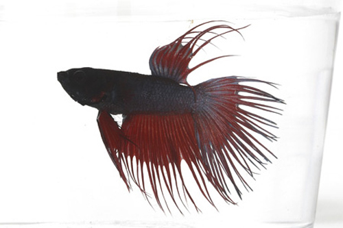 picture of Crowntail Betta Male Lrg With 8 oz Cup                                                               Betta splendens 'Crowntail'