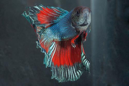 picture of Halfmoon Betta Male Lrg With 16 oz Cup                                                               Betta splendens 'Halfmoon'