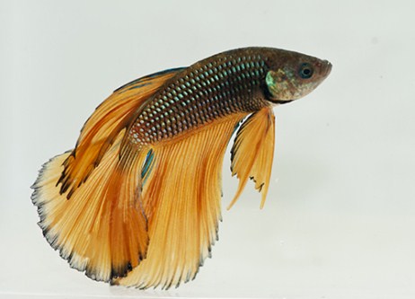 picture of Halfmoon Betta Male Lrg With 8 oz Cup                                                                Betta splendens 'Halfmoon'