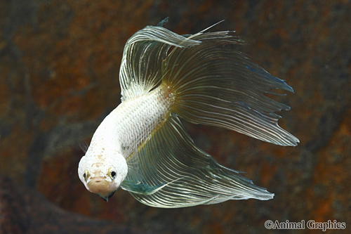 picture of Dragonscale Betta Male Lrg With 8 oz Cup                                                             Betta splendens