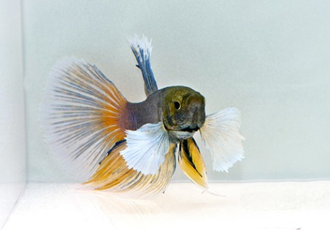 picture of Dumbo Super Delta Betta Male Lrg W/ 8 oz Cup                                                         Betta splendens