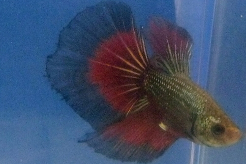 picture of Halfmoon Red Devil Betta Male Lrg                                                                    Betta splendens 'Halfmoon'