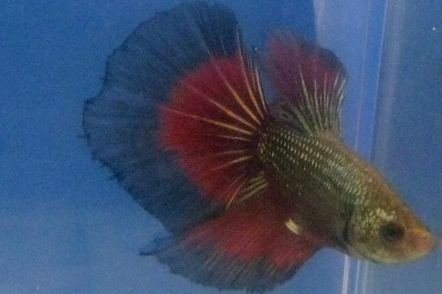 picture of Halfmoon Red Devil Betta Male Lrg                                                                    Betta splendens 'Halfmoon'