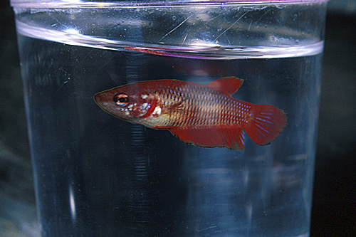 picture of TRAM Betta Female Reg With Red 16 oz Cup                                                             Betta splendens