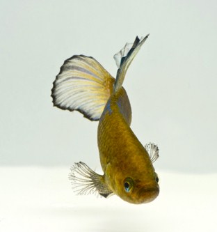 picture of Assorted Plakat Betta Male Lrg                                                                       Betta splendens 'Plakat'