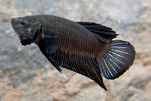 picture of Black Betta Male Reg                                                                                 Betta splendens