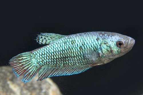 picture of Betta Imbellis/Crescent  Female Reg                                                                  Betta imbellis