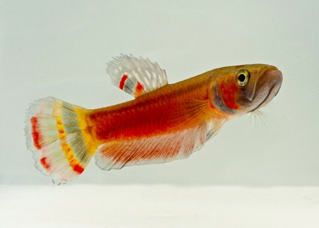 picture of Betta Macrostoma Male Reg                                                                            Betta macrostoma