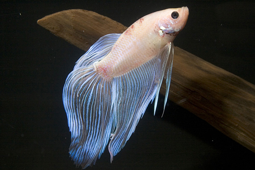 picture of Pearl Betta Male Reg                                                                                 Betta splendens