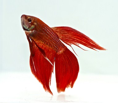 picture of Red Betta Male Lrg                                                                                   Betta splendens