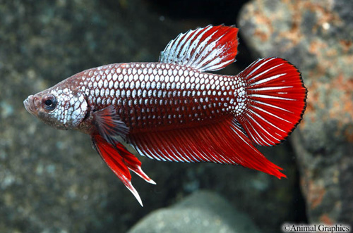 picture of Dragonscale Short Tail Betta Male Lrg W/8 oz Cup                                                     Betta splendens