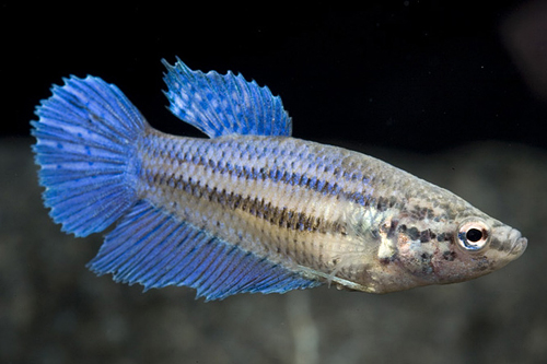 picture of Halfmoon Betta Female Reg                                                                            Betta splendens 'Halfmoon'