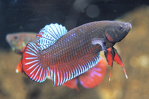 picture of Roundtail Cambodian Betta Male Lrg                                                                   Betta splendens