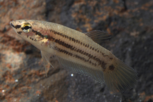 picture of Betta Simplex Reg                                                                                    Betta simplex