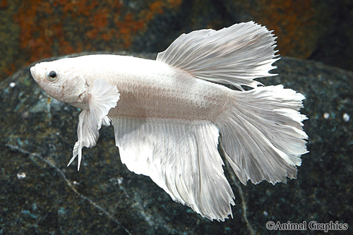 picture of White Halfmoon Betta Male Lrg                                                                        Betta splendens 'Halfmoon'