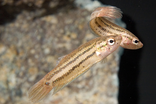 picture of Wild Betta Male Reg                                                                                  Betta splendens