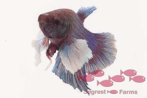 picture of Dumbo Delta Betta Female Reg                                                                         Betta splendens