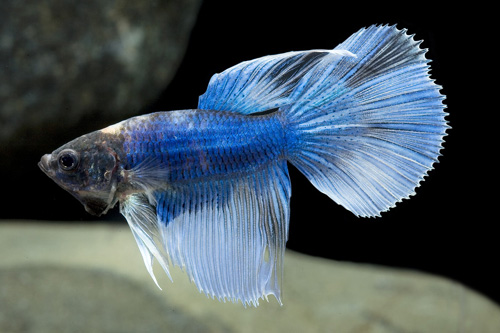 picture of Super Select Betta Male Lrg                                                                          Betta splendens