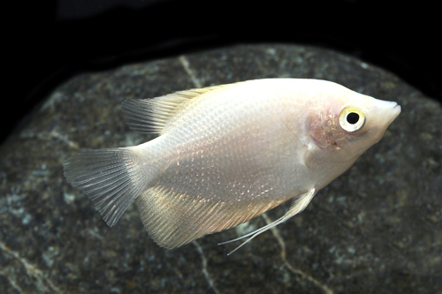 picture of Albino Osphronemus Gourami Reg                                                                       Osphronemus goramy 'Albino'