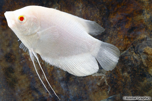 picture of Albino Osphronemus Gourami Lrg                                                                       Osphronemus goramy 'Albino'