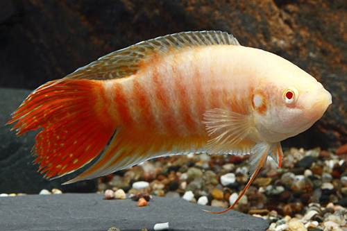 picture of Albino Paradise Gourami Sml                                                                          Macropodus opercularis 'Albino'