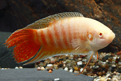 picture of Albino Paradise Gourami Lrg                                                                          Macropodus opercularis 'Albino'