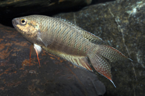 picture of Black Paradise Gourami Reg                                                                           Macropodus concolor