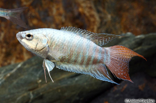 picture of Blue Paradise Gourami Sml                                                                            Macropodus opercularis