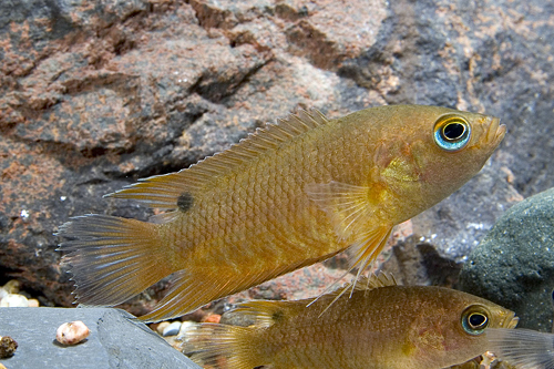 picture of Ceylon Combtail Gourami Lrg                                                                          Belontia signata