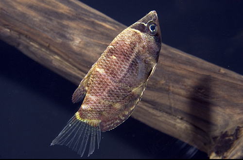 picture of Chocolate Gourami Reg                                                                                Sphaerichthys osphromenoides