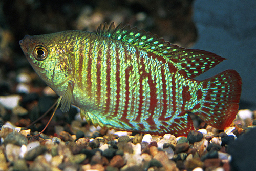 picture of Dwarf Gourami Sml                                                                                    Colisa lalia