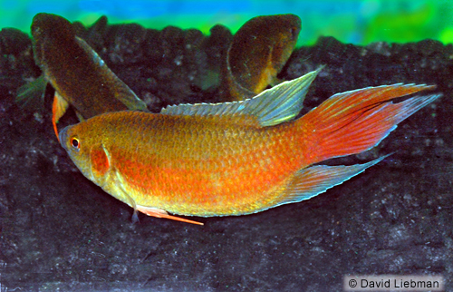 picture of Flame Paradise Gourami Lrg                                                                           Macropodus opercularis 'Flame'