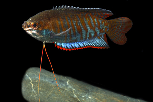 picture of Giant Gourami Reg                                                                                    Colisa fasciata