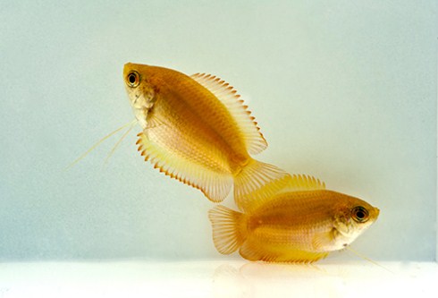 picture of Gold Honey Gourami Sml                                                                               Colisa chuna 'Gold'