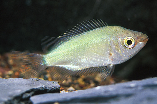 picture of Green Kissing Gourami Sml                                                                            Helostoma temminckii