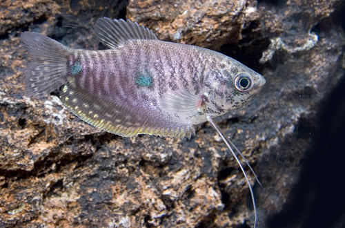 picture of Lavender Gourami Reg                                                                                 Trichogaster trichopterus