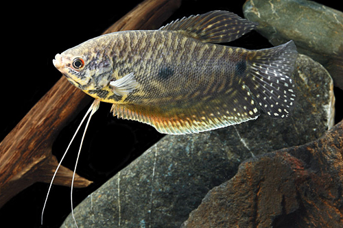 picture of Lavender Gourami Med                                                                                 Trichogaster trichopterus