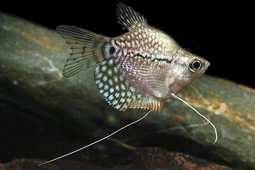 picture of Longfin Balloon Pearl Leeri Gourami Sml                                                              Trichogaster leeri 'Longfin Balloon'