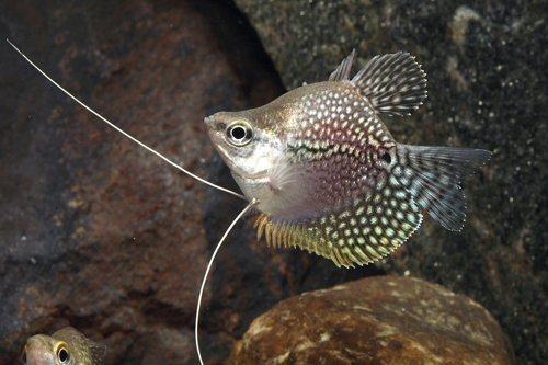 picture of Longfin Balloon Pearl Leeri Gourami Reg                                                              Trichogaster leeri 'Longfin Balloon'