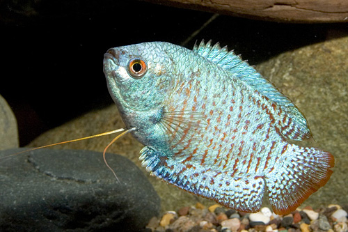 picture of Cobalt Blue Dwarf Gourami Male Reg                                                                   Colisa lalia 'Blue'