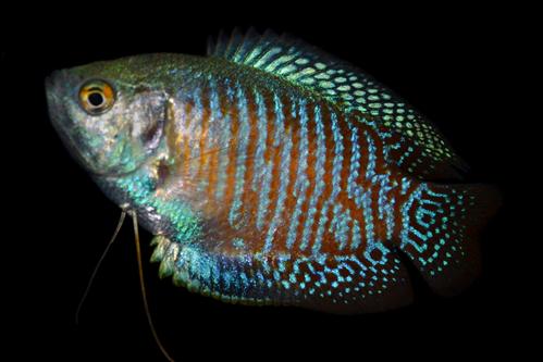 picture of Dwarf Gourami Male Lrg                                                                               Colisa lalia