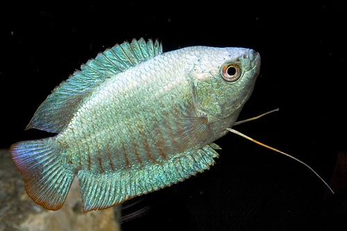 picture of Powder Blue Dwarf Gourami Male Reg                                                                   Colisa lalia 'Powder Blue'