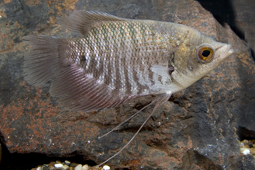 picture of Osphronemus Gourami Med                                                                              Osphronemus goramy